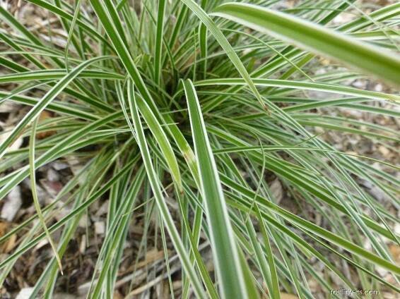 Ostřice - Carex conica