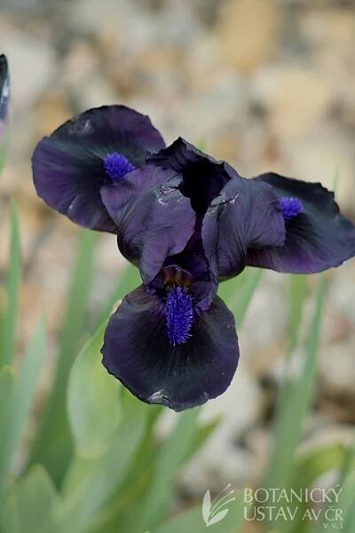 Iris barbata nana Michael Paul (2)
