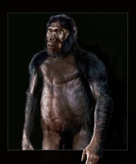 Australopithecus africanus — John Gurche