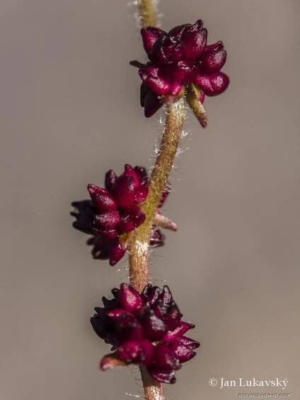 Lomikámen nicí - Saxifraga cernua 1
