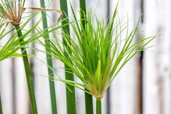 closeup of a papyrus plant