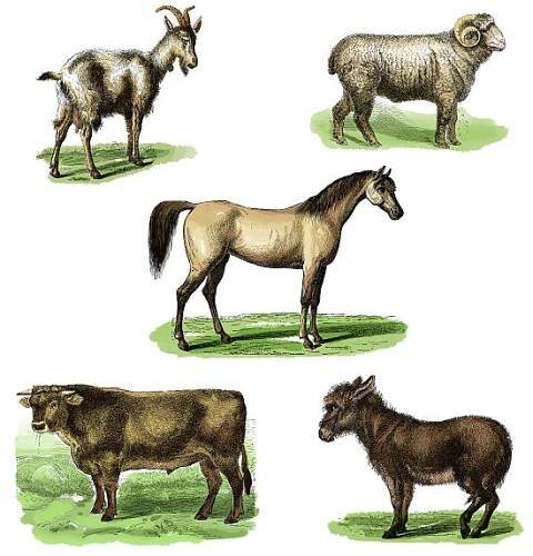 výběr pěti populárních hospodářských zvířat - goat milk stock ilustrace