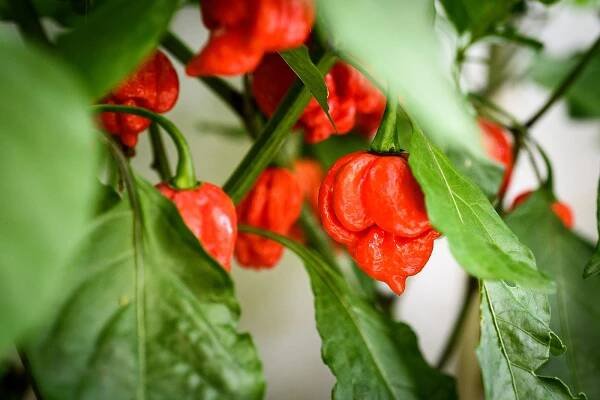 červená horká chilli paprička trinidad škorpión na rostlině. - stira - stock snímky, obrázky a fotky