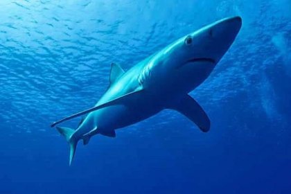 Nezvyčajný nález: Nový žralok s neobyčajnými zubami prekvapuje vedecký svet