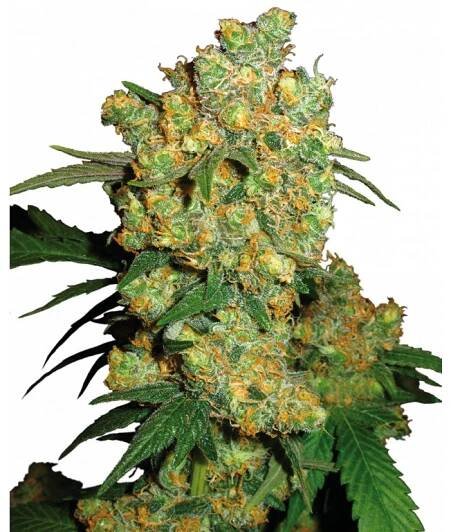 Sensi Seeds Big Bud, feminized