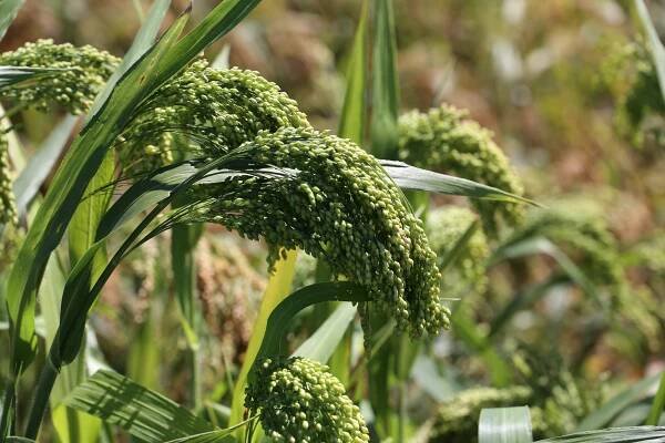 Selecting the Best Proso Millet Variety for Your Operation