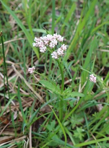 Kozlík dvoudomý (Valeriana dioica)