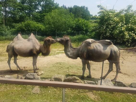 MŠ – Výlet do Zoo Na hrádečku 21. 6. 2021 : ZŠ a MŠ Jarošov nad Nežárkou