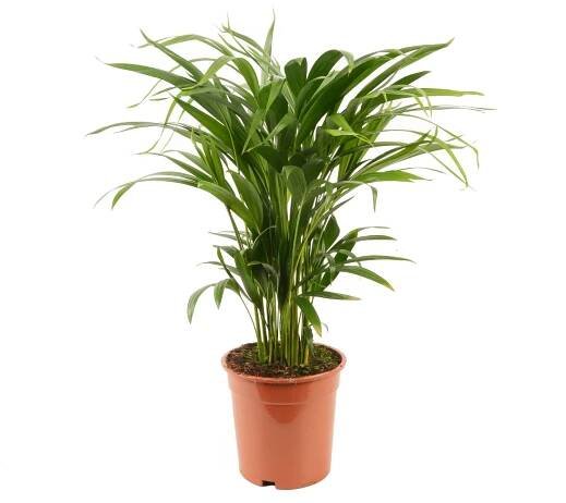 Palma areková (Dypsis lutescens), výška cca 55-65 cm, pr. kv. cca 17 cm nakoupit u OBI