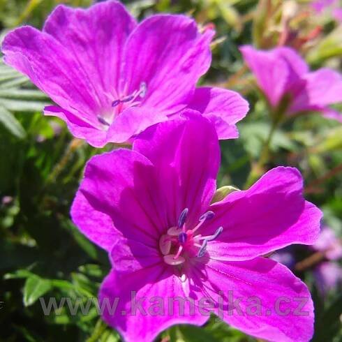 GERANIUM SANGUINEUM - Kakost krvavý