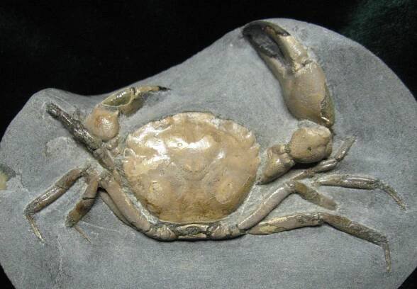 Mathildellidae
