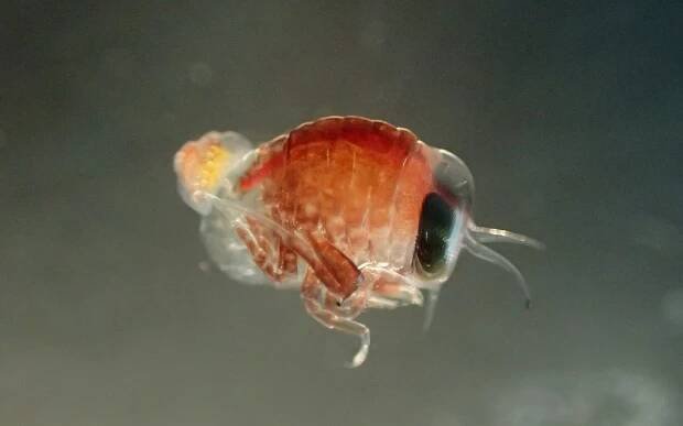 H. dilatate carrying a very small Clione limacina antarctica.