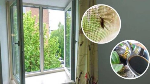 Komáři to absolutně nenávidí a zůstanou na desítky metrů daleko: Zbavte se jich v bytě i domě bez nutnosti síťky v oknech – přirozeným způsobem - Prodivky