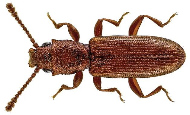 Silvanus unidentatus