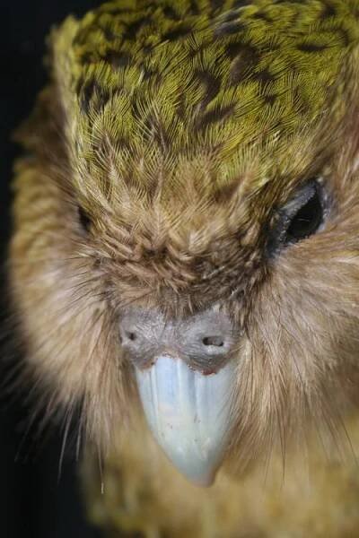 Soubor:New Zealand Kakapo Felix.jpg – Wikipedie