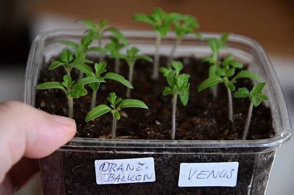 Kedlubny, květáky i papriky vytlačily z parapetů orchideje a sukulenty