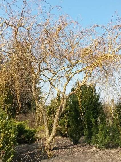    Salix erytroflexulosa - Vrba kroucená  