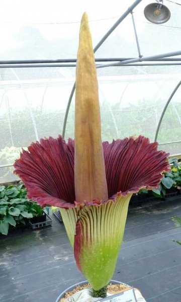 Amorphophallus titanum Homo Erectus fully open