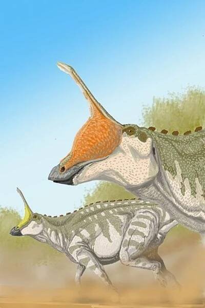 An old style restoration of Tsintaosaurus by  ДиБгд, with inflatable sacs at the base of the spike. Image from Wikimedia Commons.