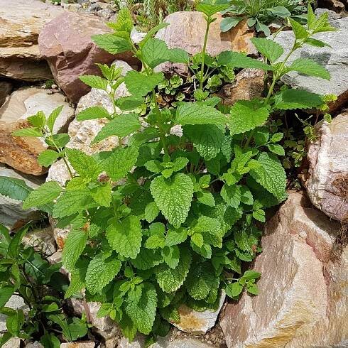 Meduňka - Melissa officinalis - semena - 300 ks