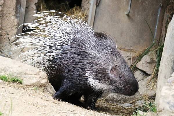 dikobraz srstnatonosý - Zoo Jihlava