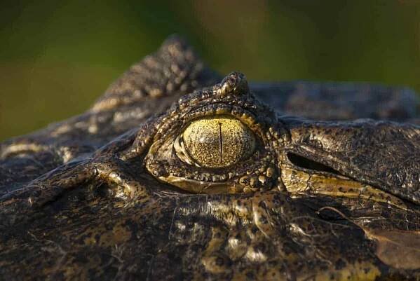 Černá Caiman Melanosuchus niger — Stock obrázek