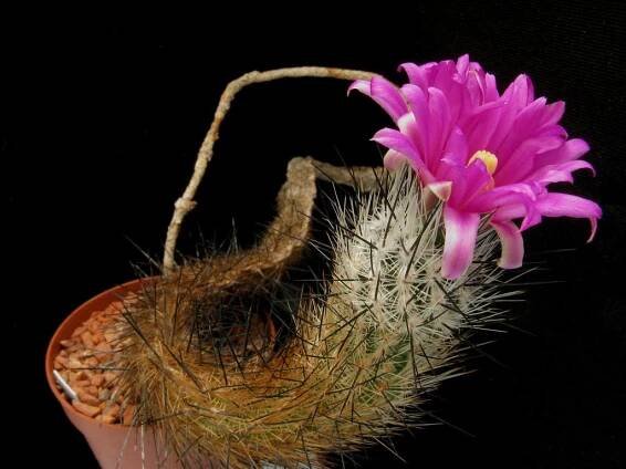 Gymnocactus (Rapicactus) subterraneus