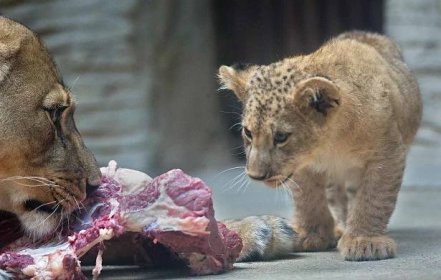 Jubilejní dvacáté lvíče lva berberského odchované v olomoucké zoo.