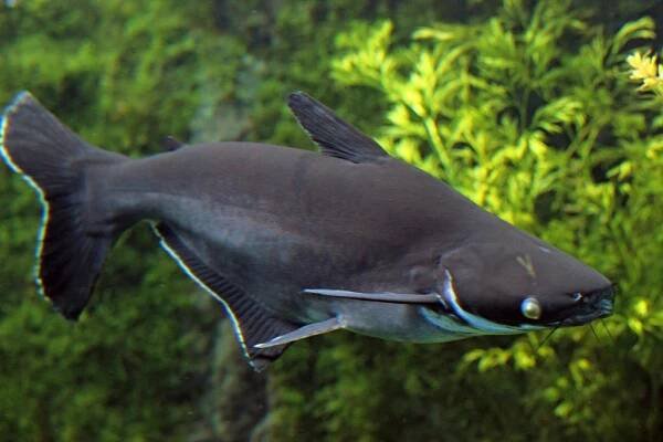 Pangasianodon hypophthalmus - pangas spodnooký