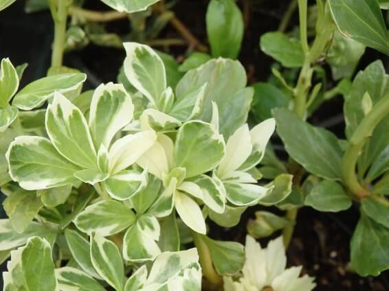 Pachysandra: výsadba, pěstování, kvetení a množení trvalky