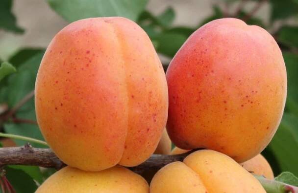 Popis odrůdy meruňky Peach a vlastnosti mrazuvzdornosti, výhody a nevýhody