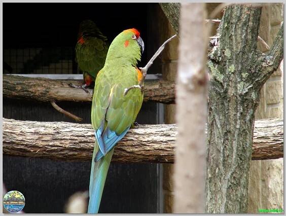 Papouščí zoo Bošovice