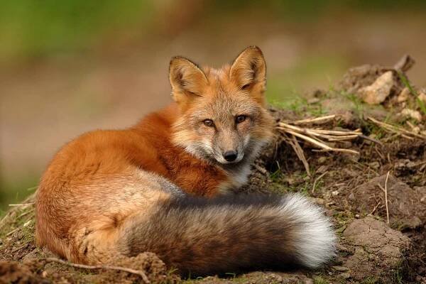 Wildpark Bad Mergentheim – Greifvögel