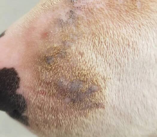 Solární dermatitida u koček a psů | Špičková veterina na Praze 4 - Veterinární klinika Vethope