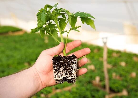 close up of baby tomato plants