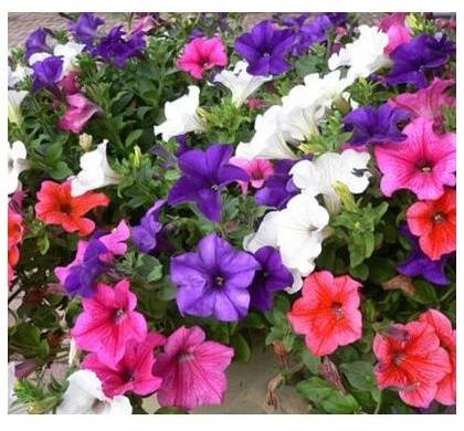 Petúnie velkokvětá převislá mix barev - Petunia hybrida pendula - semena petúnie - 150 ks