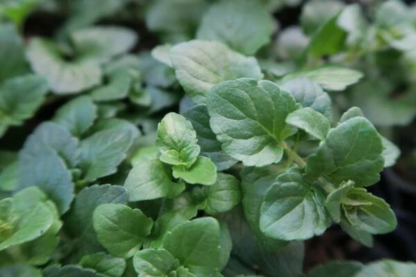 Indiánská máta 'Indian Mint' - Satureja douglasii 'Indian Mint', Květník o průměru 9 cm