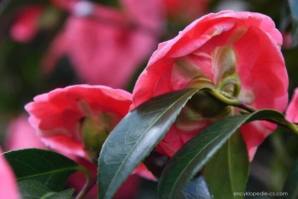 Kamélie japonská (Camellia japonica)