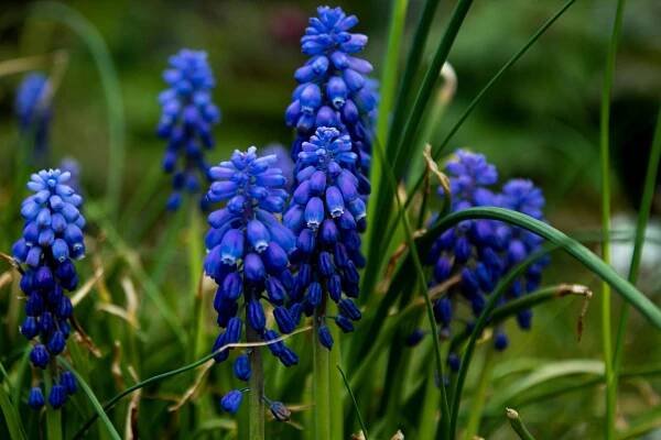 Základová fotografie na téma barevný, blues, botanický, dekor, detail, flóra, fotografie přírody, jarní čas, jaro, jasný