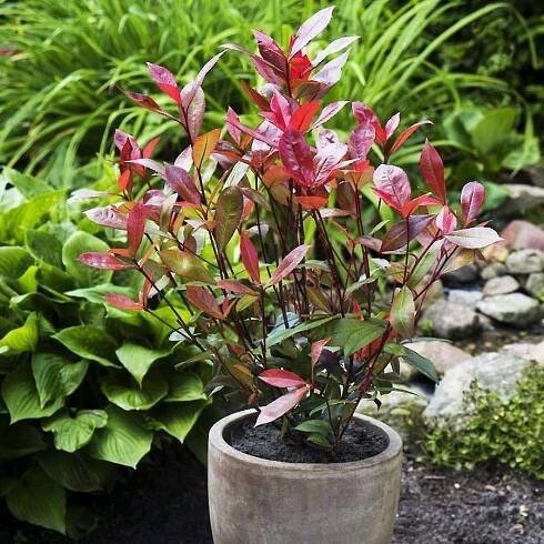 Blýskalka Fraserova, Photinia fraseri Devils Dream, tmavě červená, velikost kontejneru 6 l | ZAZUMi.cz