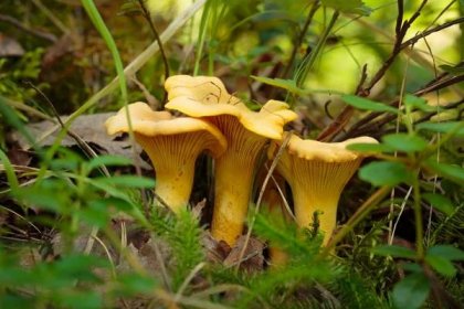 10 nejznámějších hub našich lesů aneb co Čech, to houbař 17