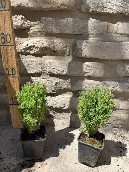Thuja occidentalis 'Teddy' - Tuja 'Teddy'