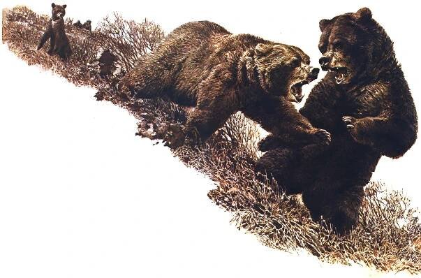 We Stalked a Cannibal Brown Bear That Was Trying to Kill a Cub