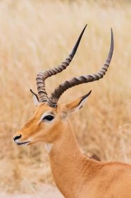cameron-zegers-travel-photographer-tanzania-wildlife-portrait