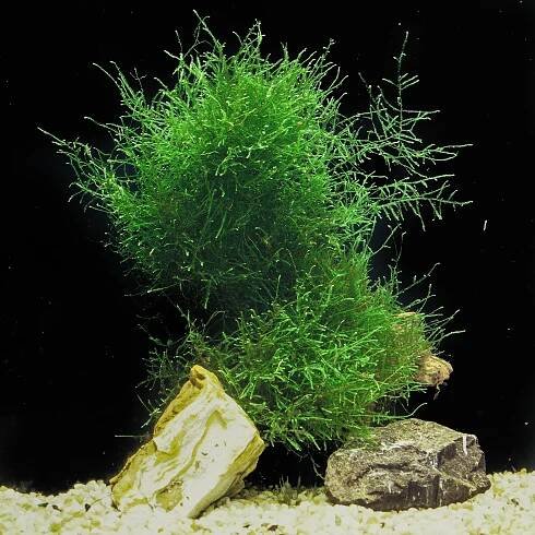 Best Quality Freshwater Aquarium Plants Largest Aquatic Plant Nursery Florida — Florida Aquatic Nurseries
