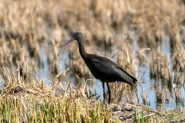 bezplatná Detailní záběr na ibis lesklý (Plegadis falcinellus) v mokřadech ve španělské Valencii. Základová fotografie