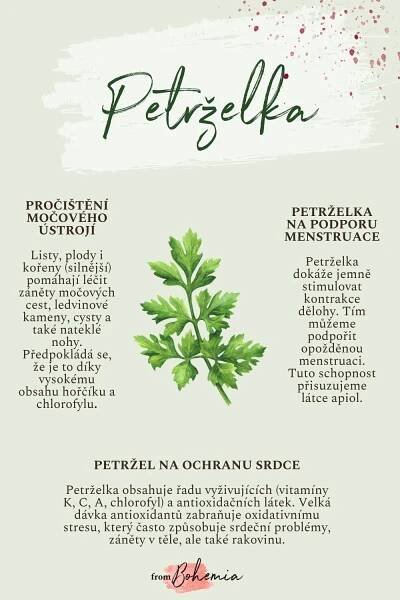 Jak nejlépe využít petrželku pro zdraví
