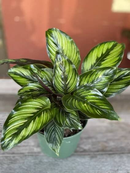 Calathea Beauty Star Care Guide - The Contented Plant