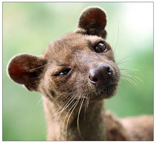 Fosa