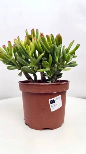 Crassula Gollum, sukulent s trubkovitými listy, pokojová rostlina